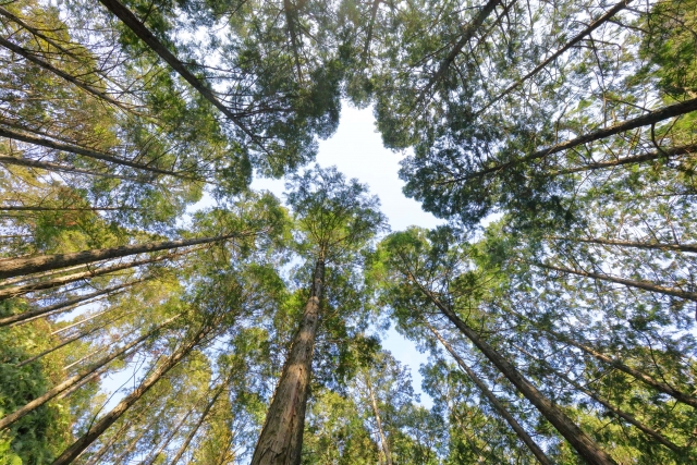 リラックス効果のある自然素材の家 自然素材 無垢材の家を提案する 無垢スタイル建築設計 のスタッフブログ